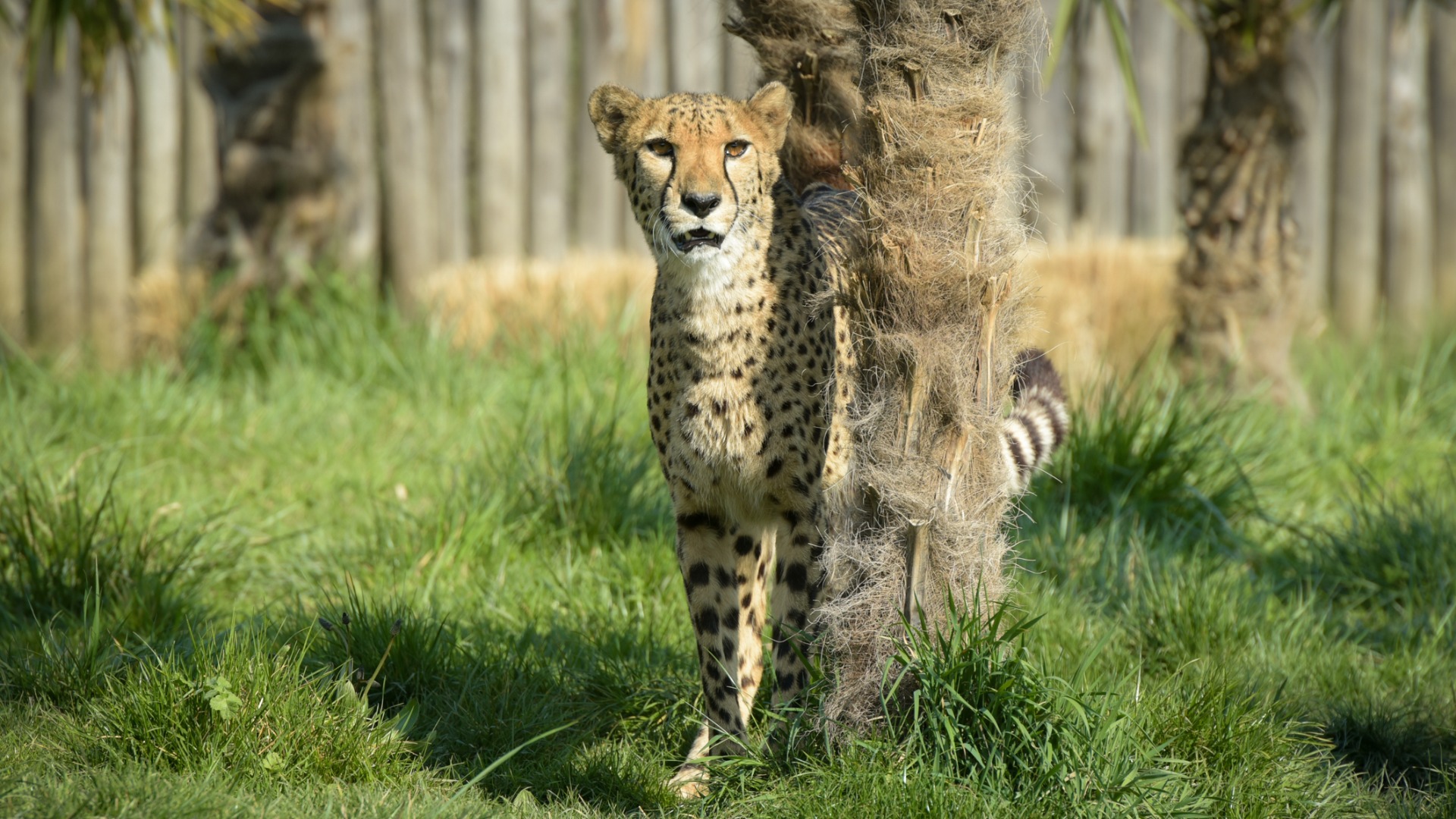 Photo - Photo gallery beautiful cheetah in a park picture id1391477563