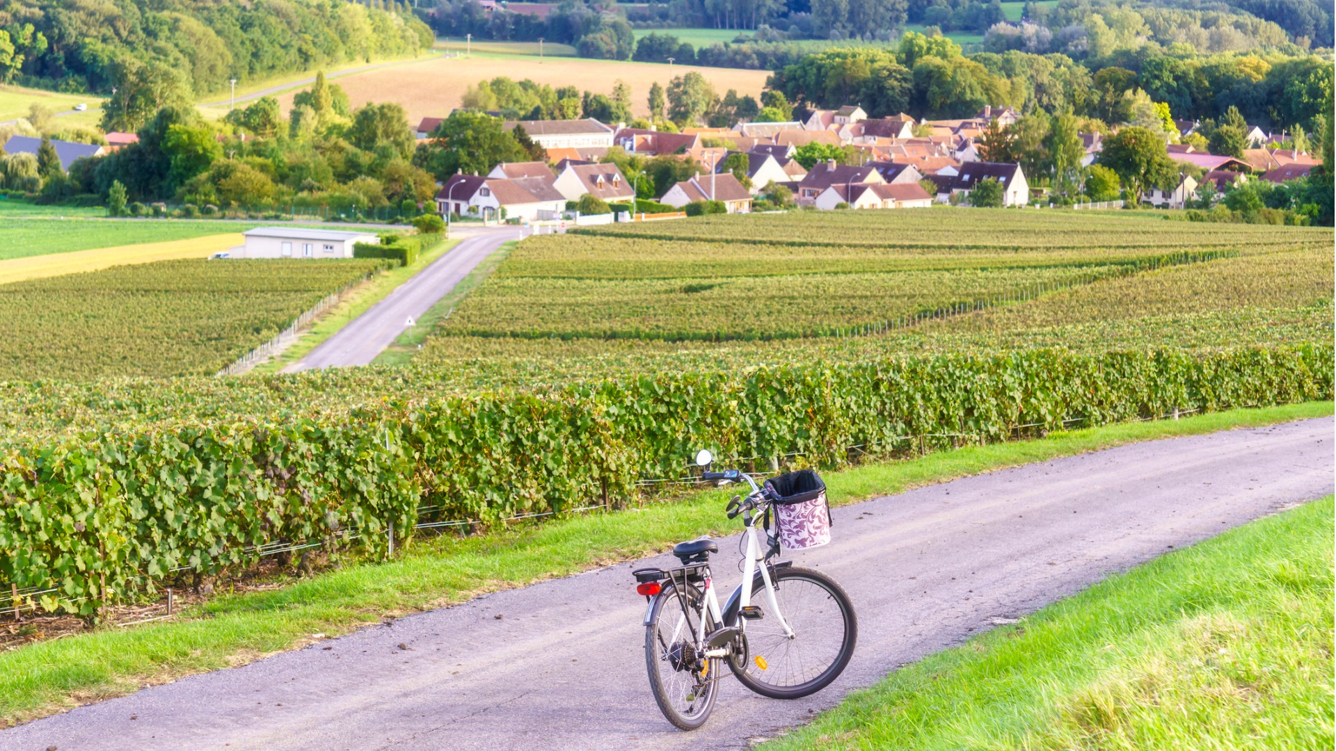 Photo - Galerie photo bicycle on the road on row vine green grape in champagne vineyards at picture id869551080