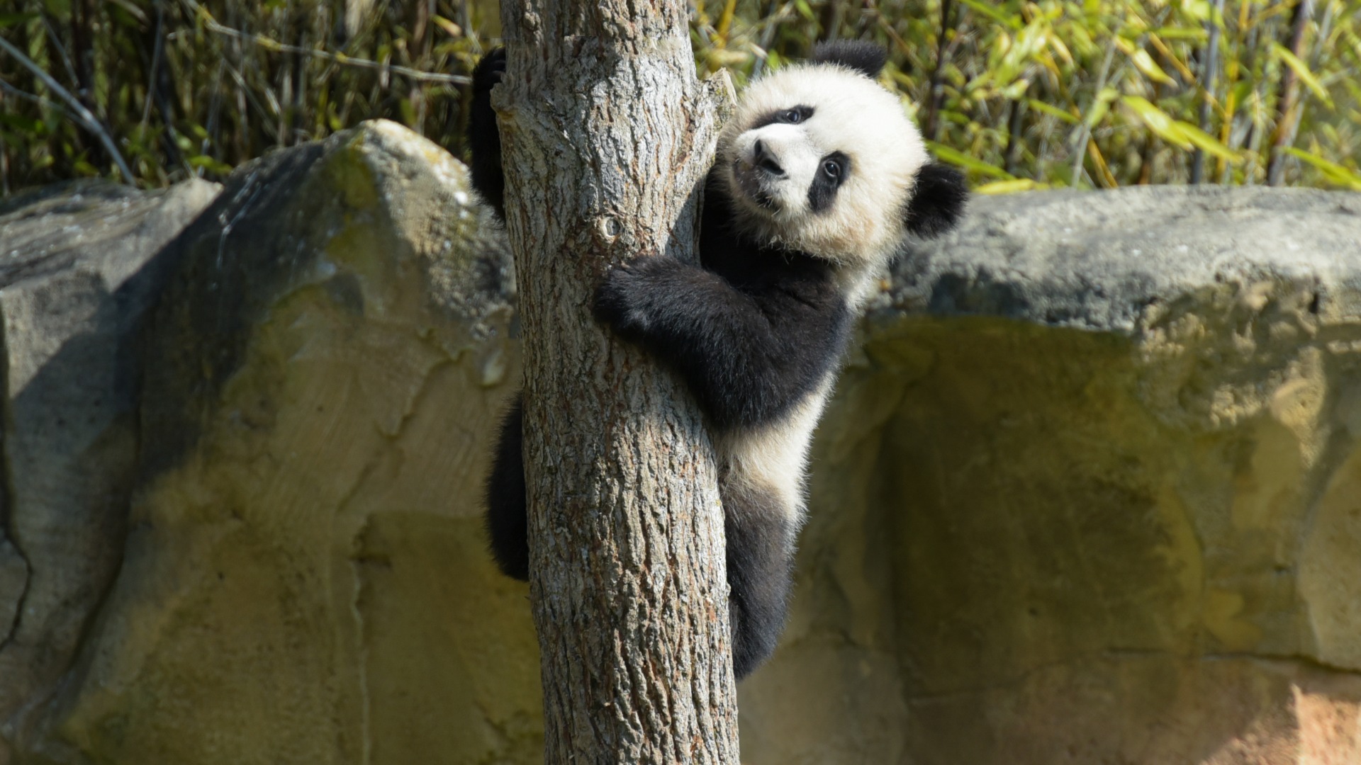 Photo - Galerie photo young panda climbing a tree picture id1389097645